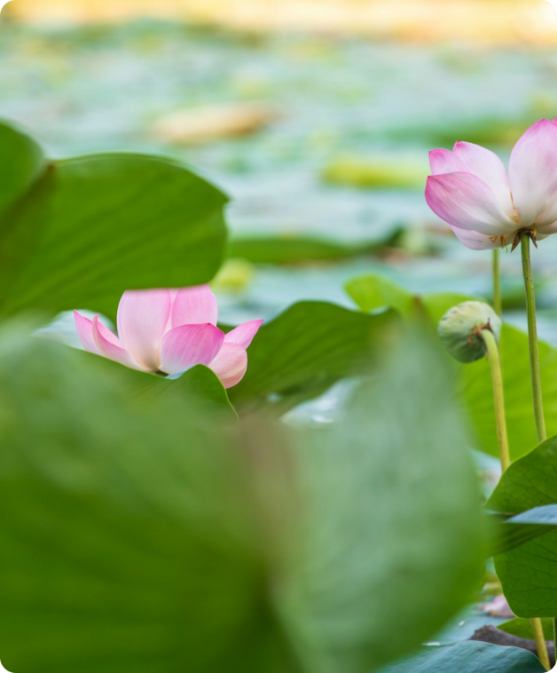 Yogananda Prayer Hands